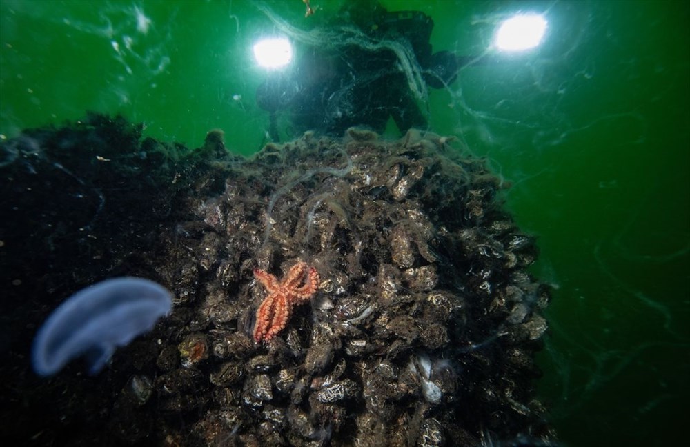 Türkiye’nin geleceğini tehdit eden deniz salyası ABD basınının gündeminde - 7