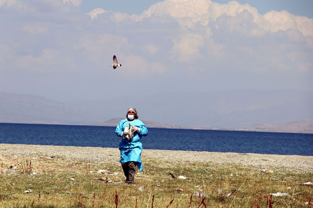 Van'da martı ölümlerinin nedeni belli oldu: Açlık ve stres - 3