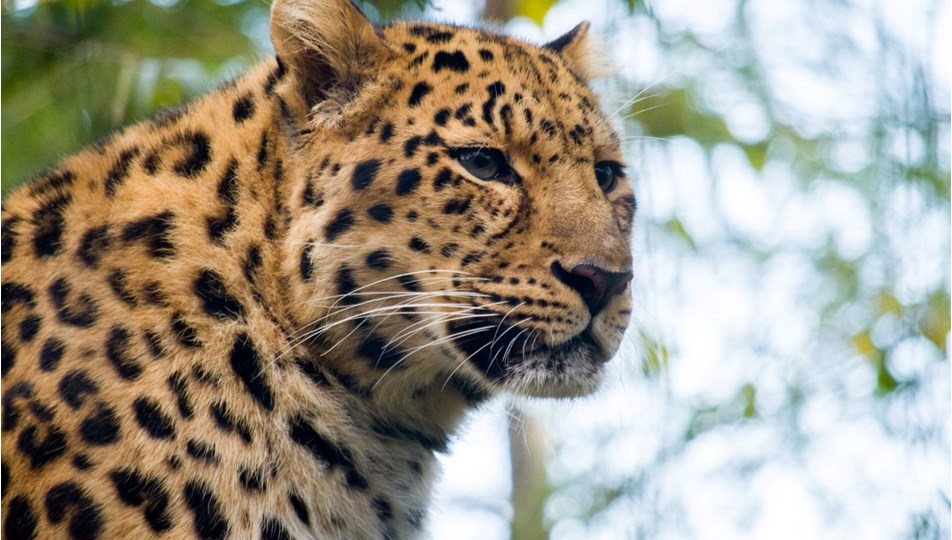 Hindistan'da leoparın saldırdığı çocuk hayatını kaybetti
