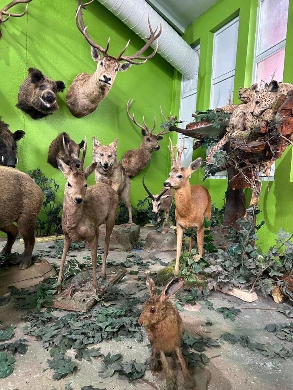 İstanbul’da dondurulmuş hayvan müzesine operasyon: Timsah,
aslan, çita, bizon tahnitlerine el konuldu - 4