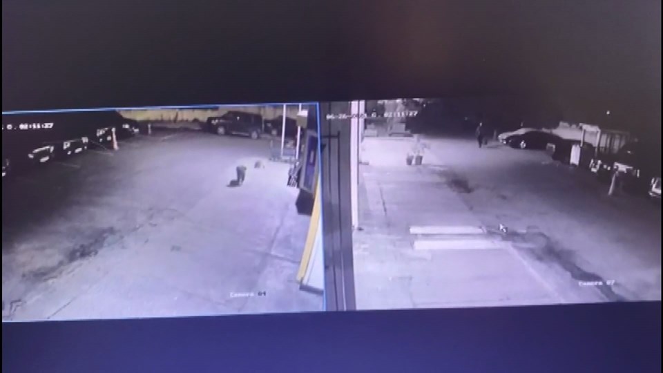 Yavru köpek zehirli mermiyle öldürüldü - 1