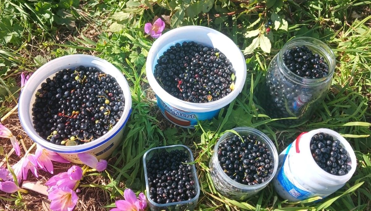 Orman kenarında kendiliğinden yetişiyor: Erken saatte topluyorlar