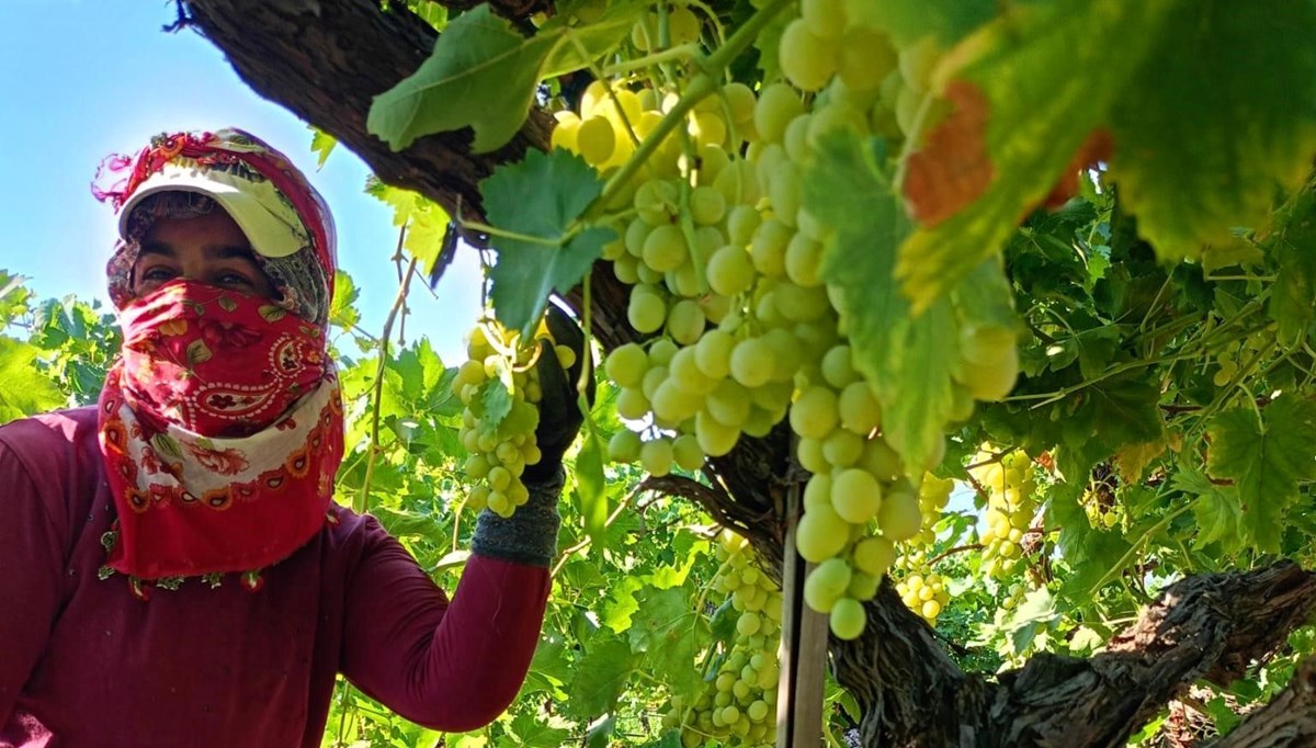 Bağlarda hareketlilik başladı: Fiyatı 50-60 TL bandında