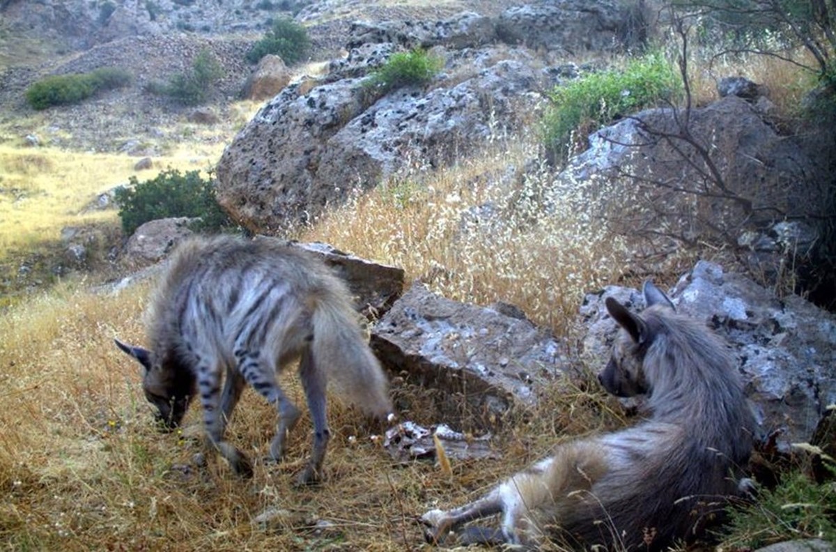 çizgili sırtlanlar, Orman ve Su İşleri 15. Bölge Müdürlüğü ekiplerince Şırnak