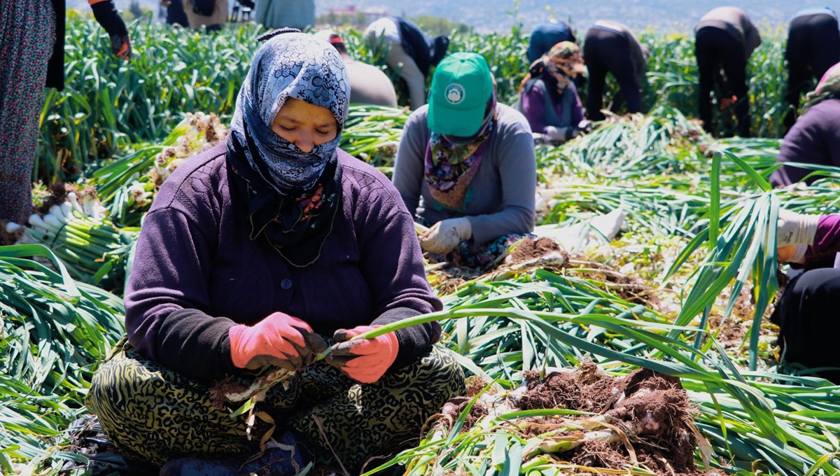 Doğal antibiyotik olan sarımsağın hasadı başladı