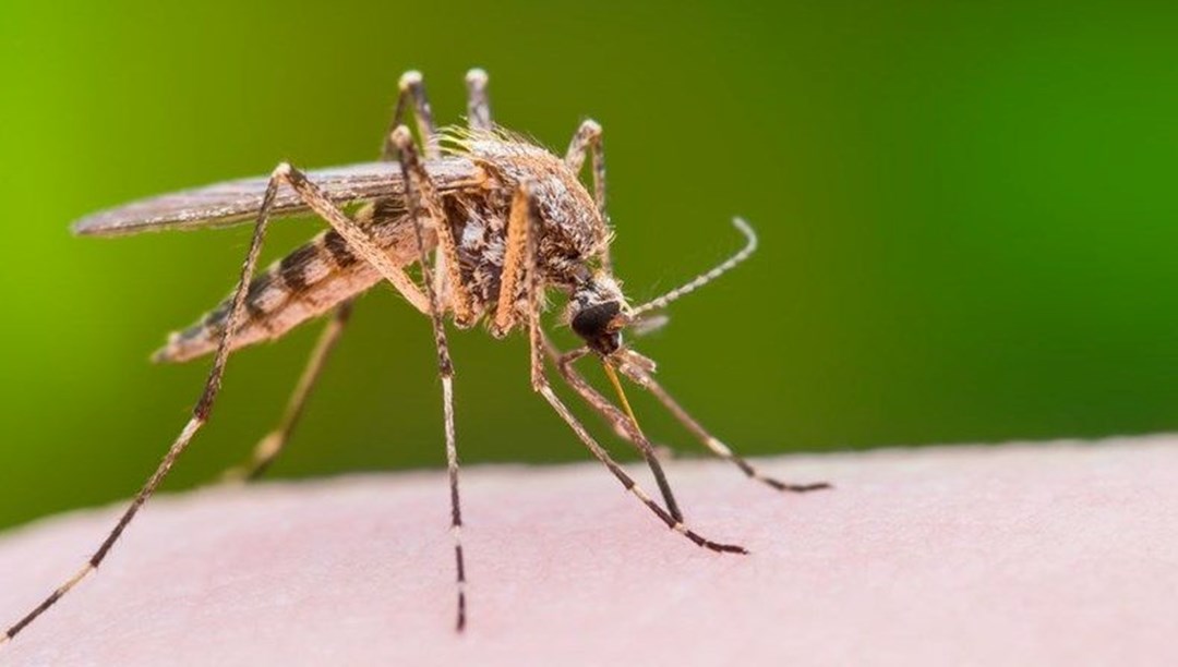 In Italia aumentano i casi di virus West Nile – Reuters
