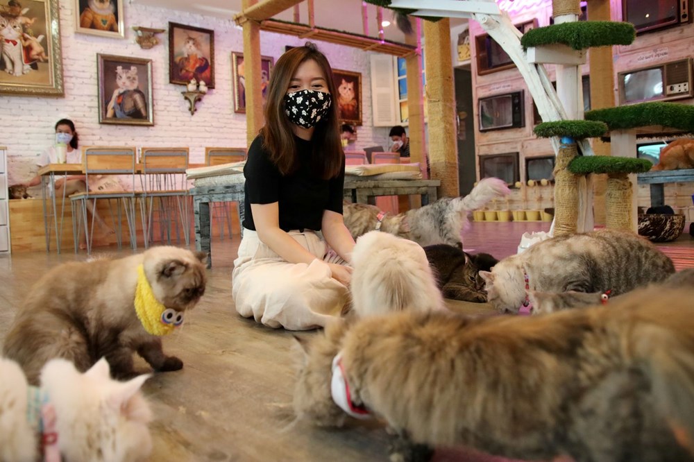 Tayland�daki Kedi Cafe karantina sonrası tekrar açıldı NTV