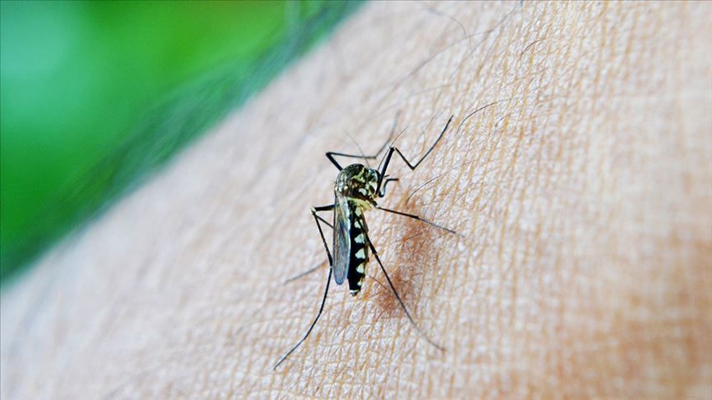 Sağlık Bakanlığı'ndan sivrisinekten korunma rehberi (Sivrisinekten nasıl korunulur?) - 5