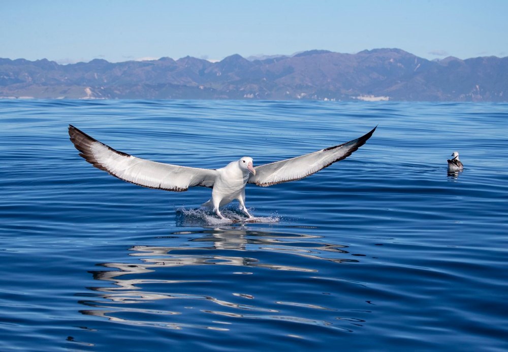 Küresel ısınma dünyanın en sadık canlılarını değiştirdi: Albatroslar arasındaki 'boşanma'lar arttı - 6