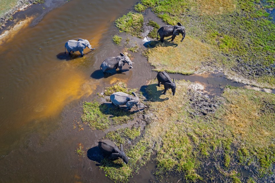 Orta Afrika'daki fil nüfusu 30 yılda yüzde 86 azaldı - 1