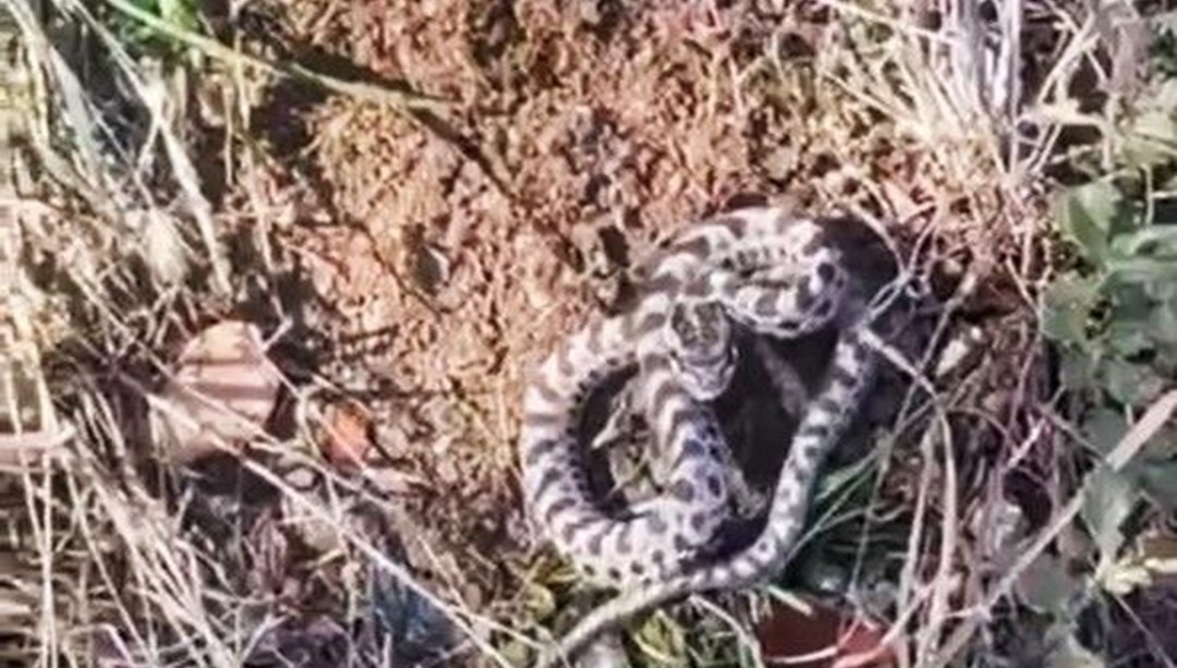 Mantar ararken karşılaştı: Dünyanın en zehirlisi