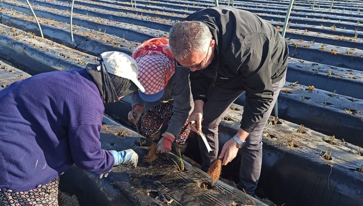 1 yılda 70 ton üretiliyor: 24 dekar alanda toprakla buluştu