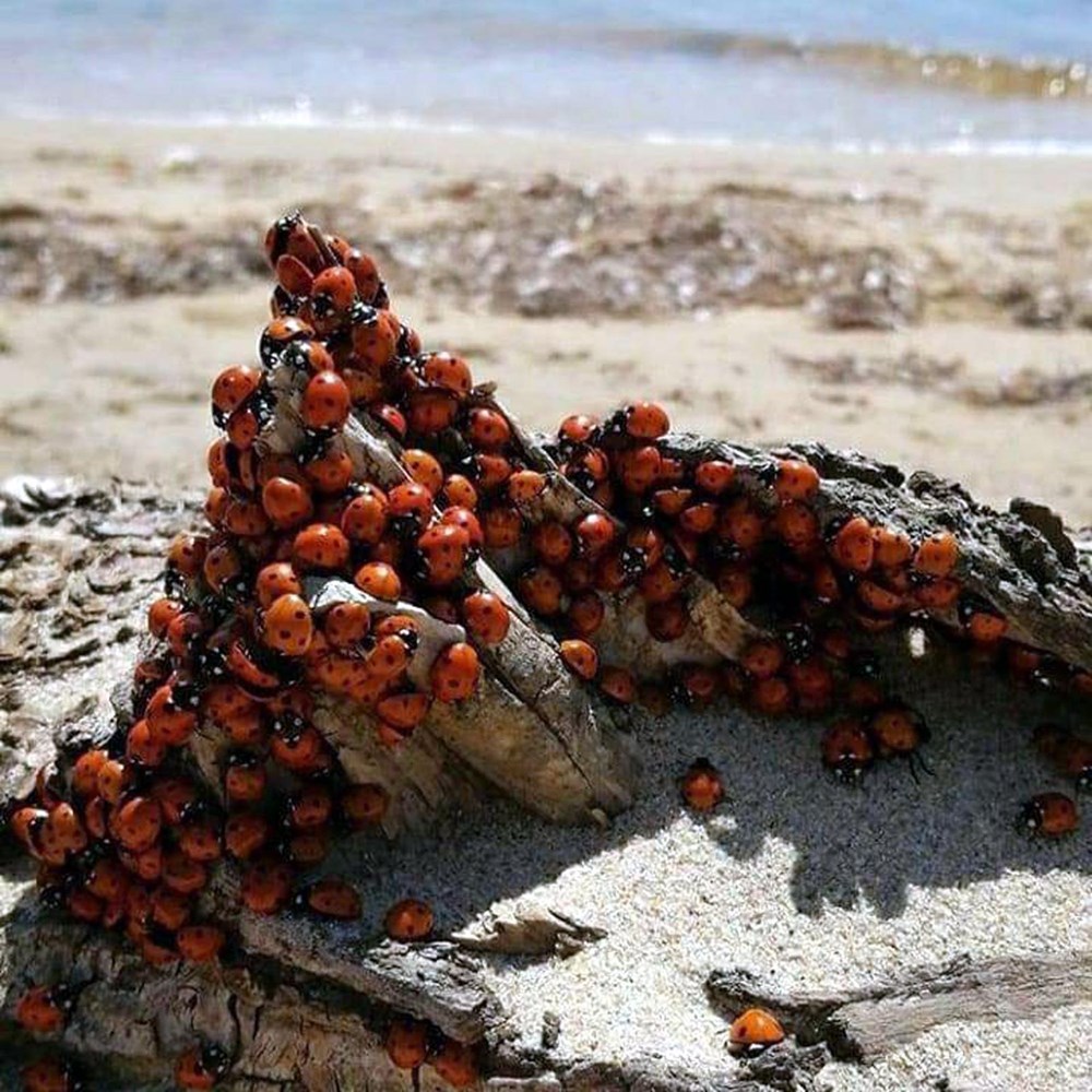 Saros Körfezi'nde uğur böceği istilası - 9