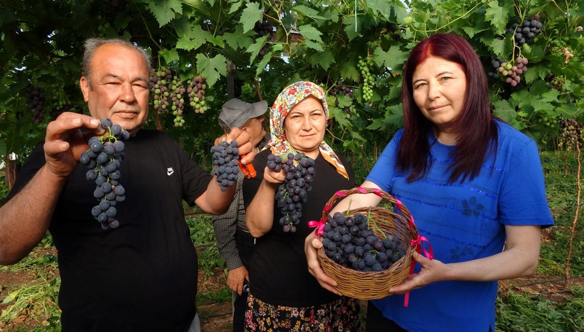 Bölgenin siyah incisi: Hasat başladı, kilosu 250 lira