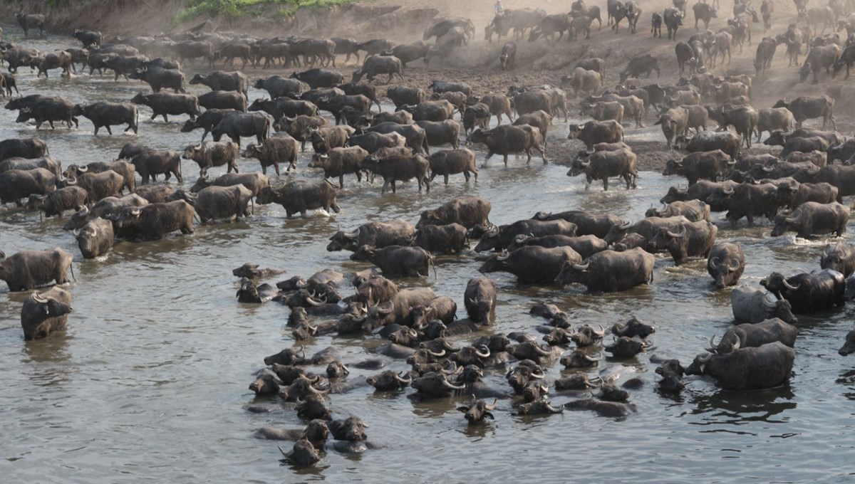 Afrika Serengeti Parkı değil Balıkesir Ovası