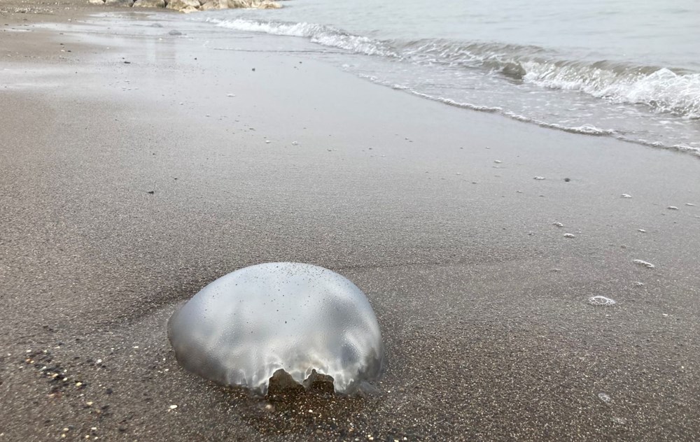 Akdeniz’de kıyılar ölü zehirli denizanalarından temizleniyor - 7