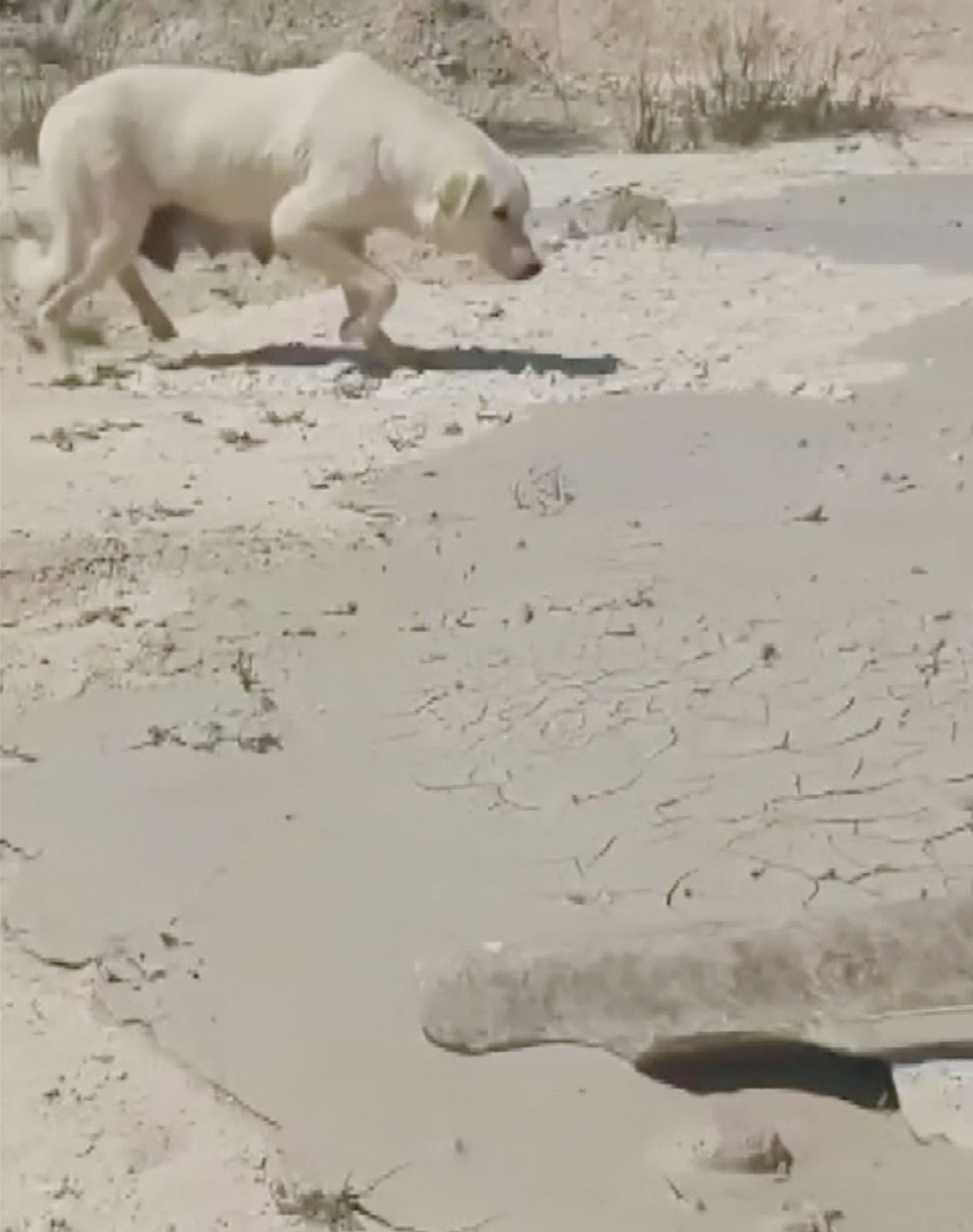 Antalya'da yavru köpeklere beton atık suyu katliamı - 5