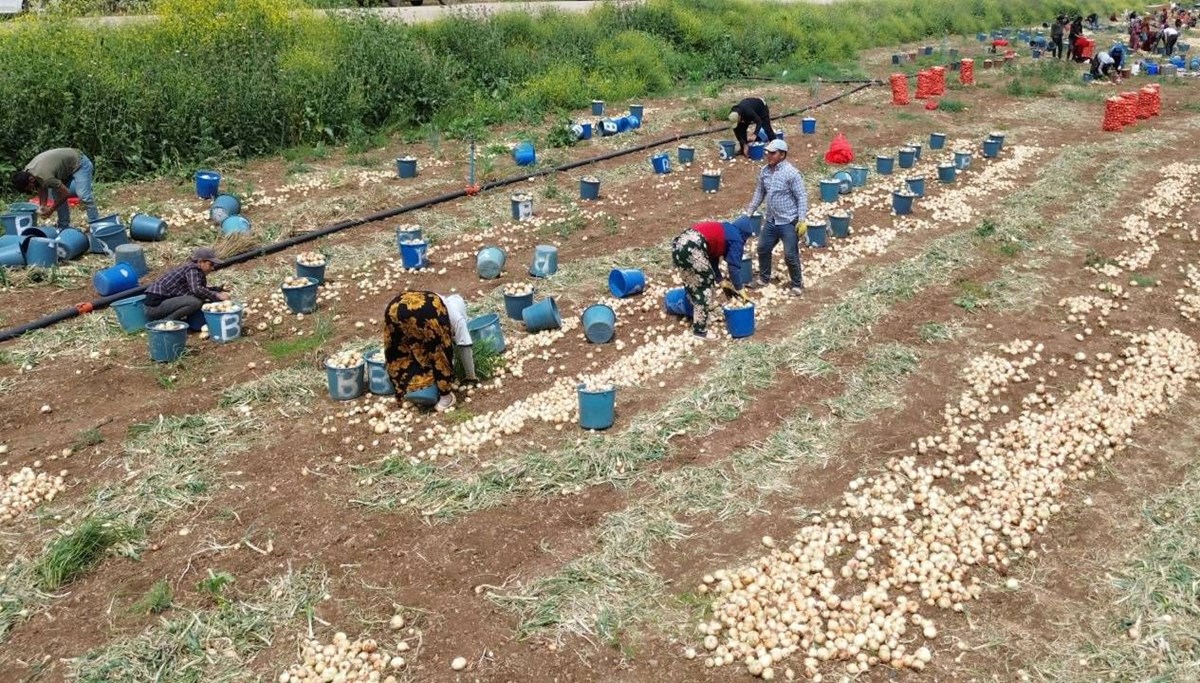 Soğan hasadı başladı, fiyatı düştü