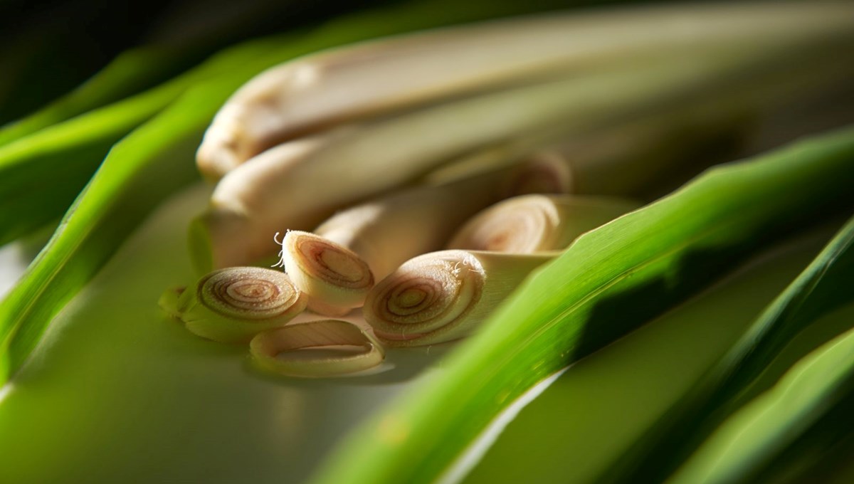 Beyin ve damarlardaki tıkanıklığı geçiriyor! Yüzyıllardır sayısız hastalığın çaresi: Türkiye'nin kıyı kesimlerinde yetişiyor