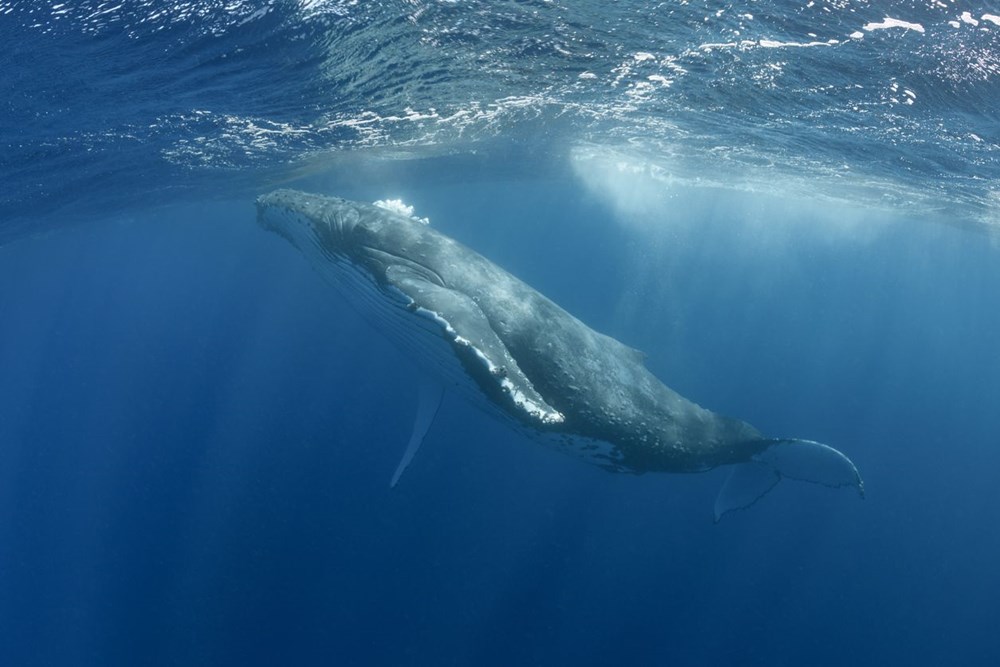 Küresel ısınmanın çözümü balinalar mı? - 2