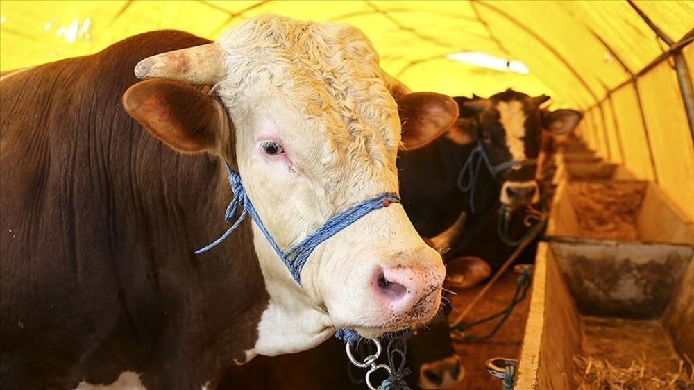 İl il kurbanlık fiyatları 2025: Kurbanlık fiyatları ne kadar oldu? İstanbul, Ankara ve İzmir'de küçükbaş ve büyükbaş canlı kilo fiyatları kaç TL? - 2