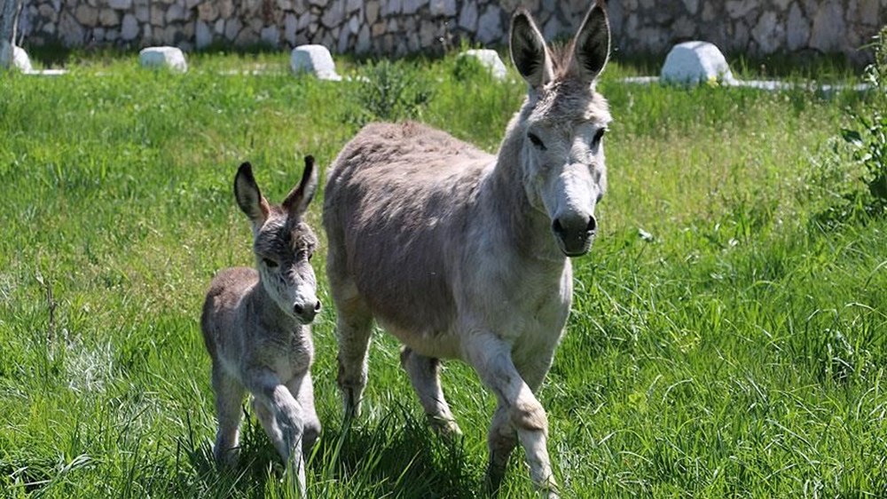 Yargıtay'dan eşek kararı - 2