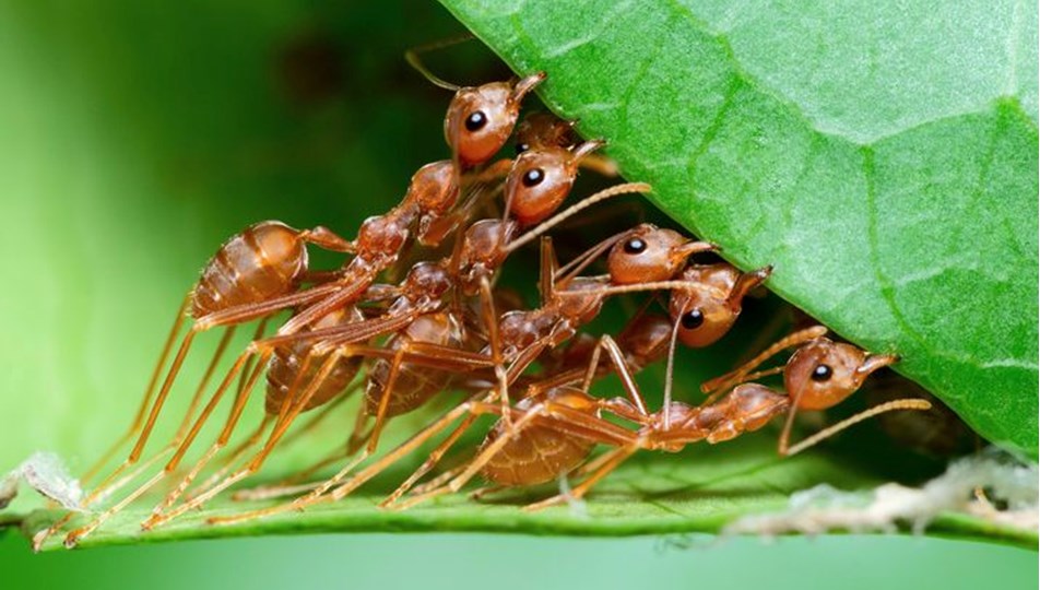 Karıncaların inanılmaz tedavi yöntemi: Yaralılarına ampütasyon uyguluyorlar  - Son Dakika Teknoloji Haberleri | NTV Haber