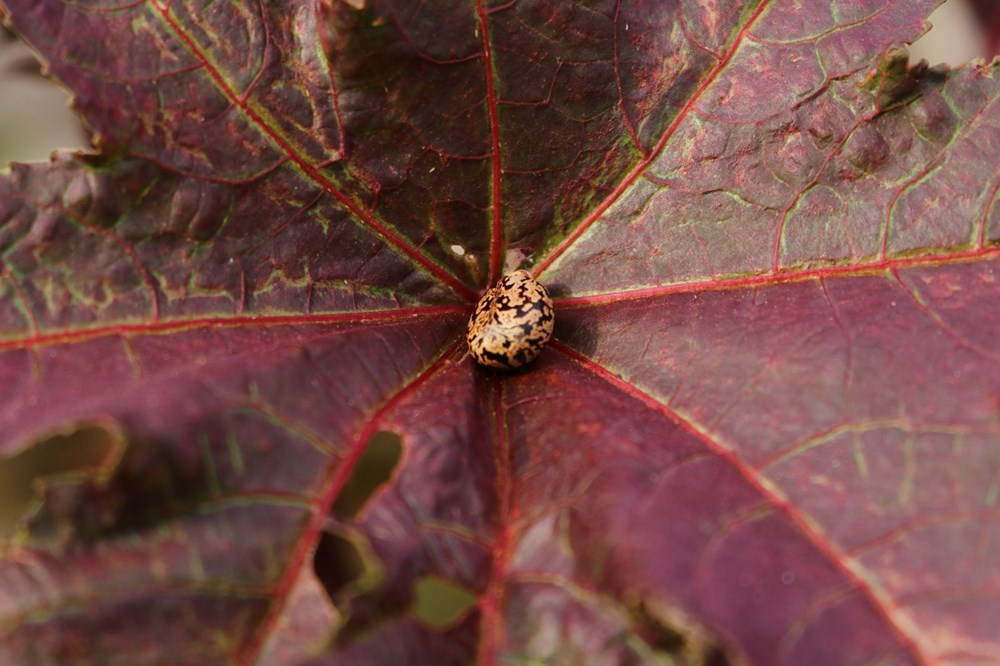 Sakın barbunya sanıp yemeyin! (Siyanürden 6 bin kat daha zehirli) - 5