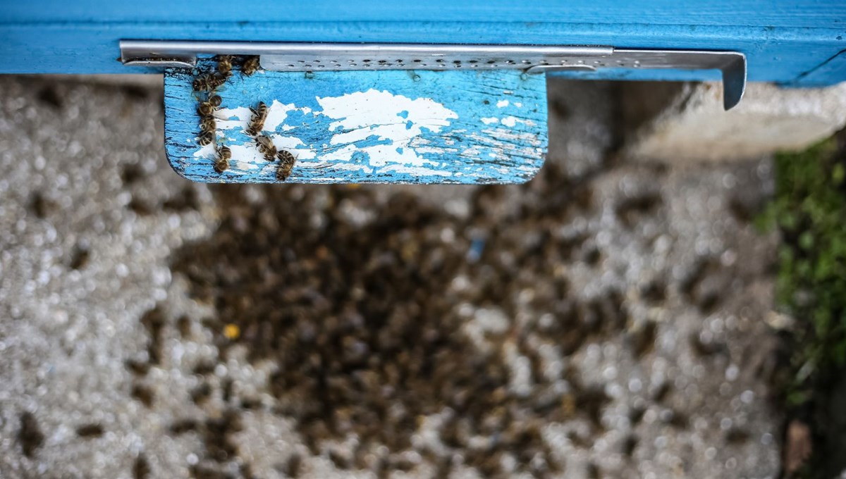 Tarım ilaçları tahmin edilenden fazla arı öldürüyor