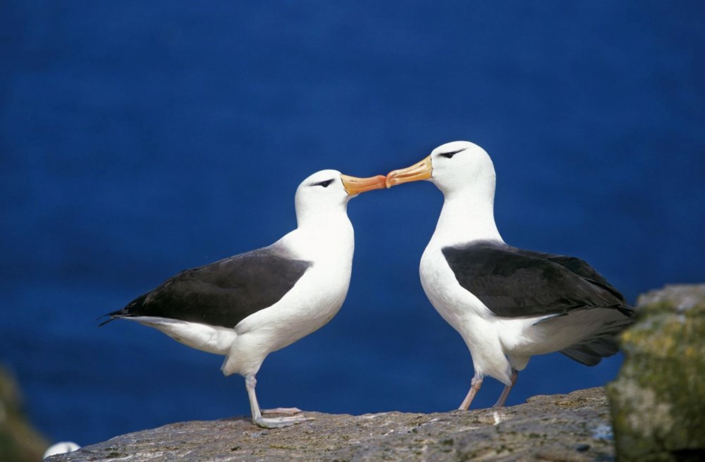 Küresel ısınma dünyanın en sadık canlılarını değiştirdi: Albatroslar arasındaki 'boşanma'lar arttı - 5