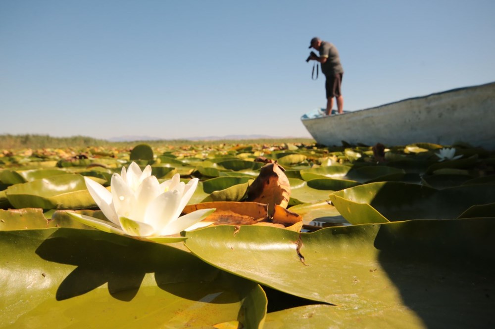 Türkiye'nin en büyük nilüfer bahçesi: Beyşehir Gölü - 5