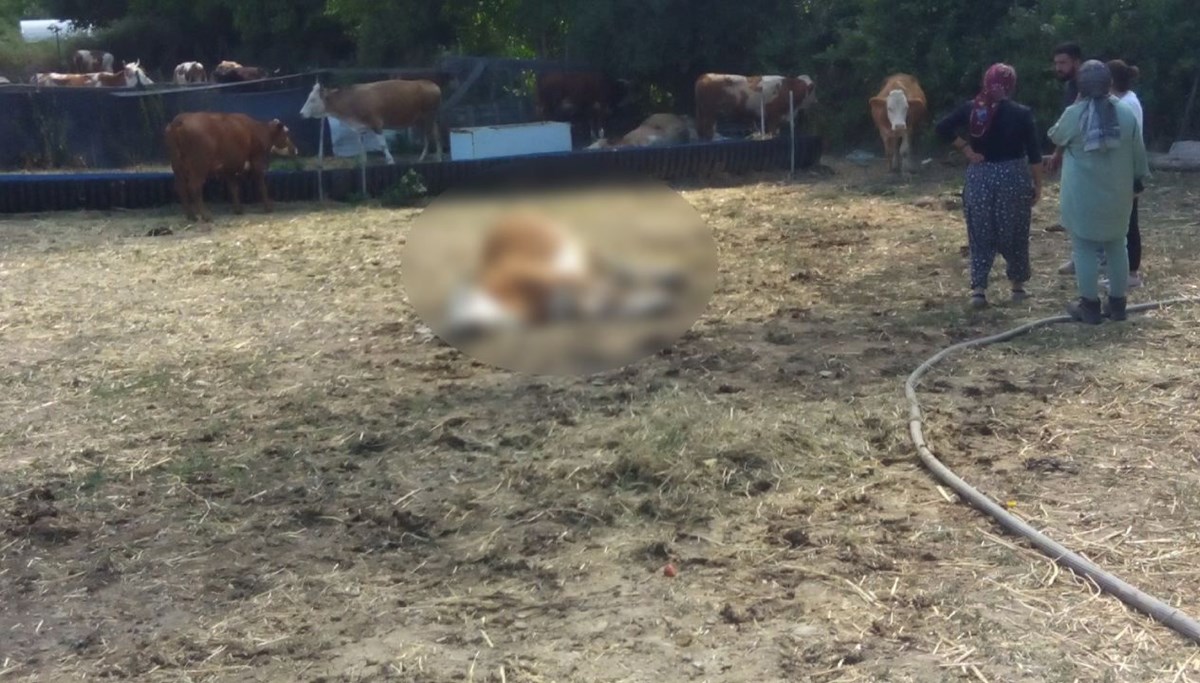 3 inek dereden su içtikten sonra öldü