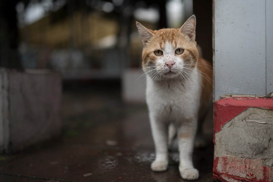 Sokak hayvanlarının hakları: Site bahçesindeki kedi atılabilir mi? - 2