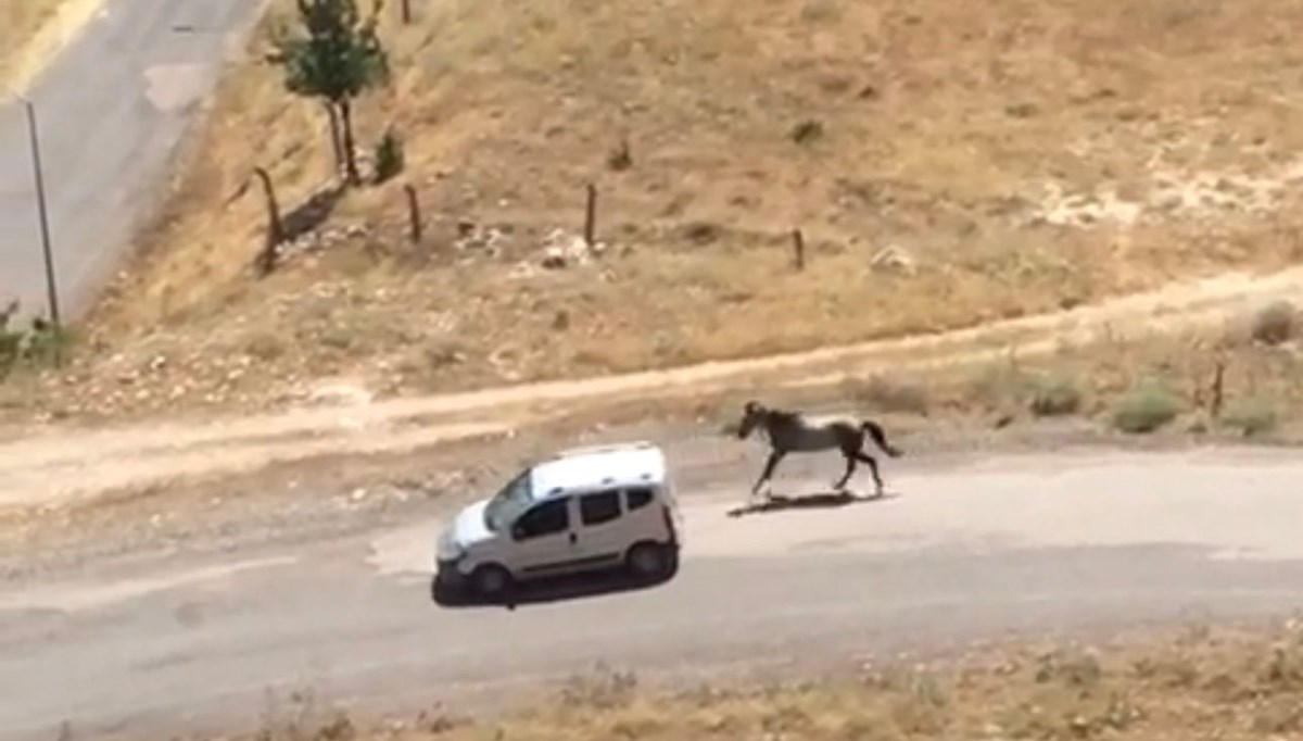 Elazığ'da tepki çeken görüntü: Atı aracın arkasına bağlayıp koşturdu