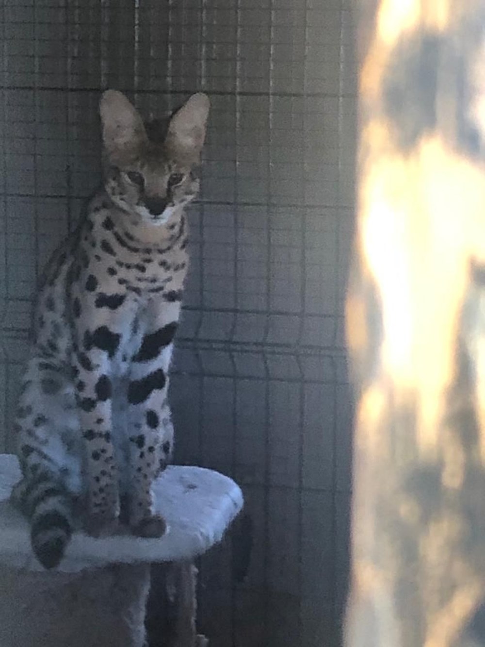 İstanbul'da silah operasyonu: Puma, flamingo, iguana ele geçirildi - 6