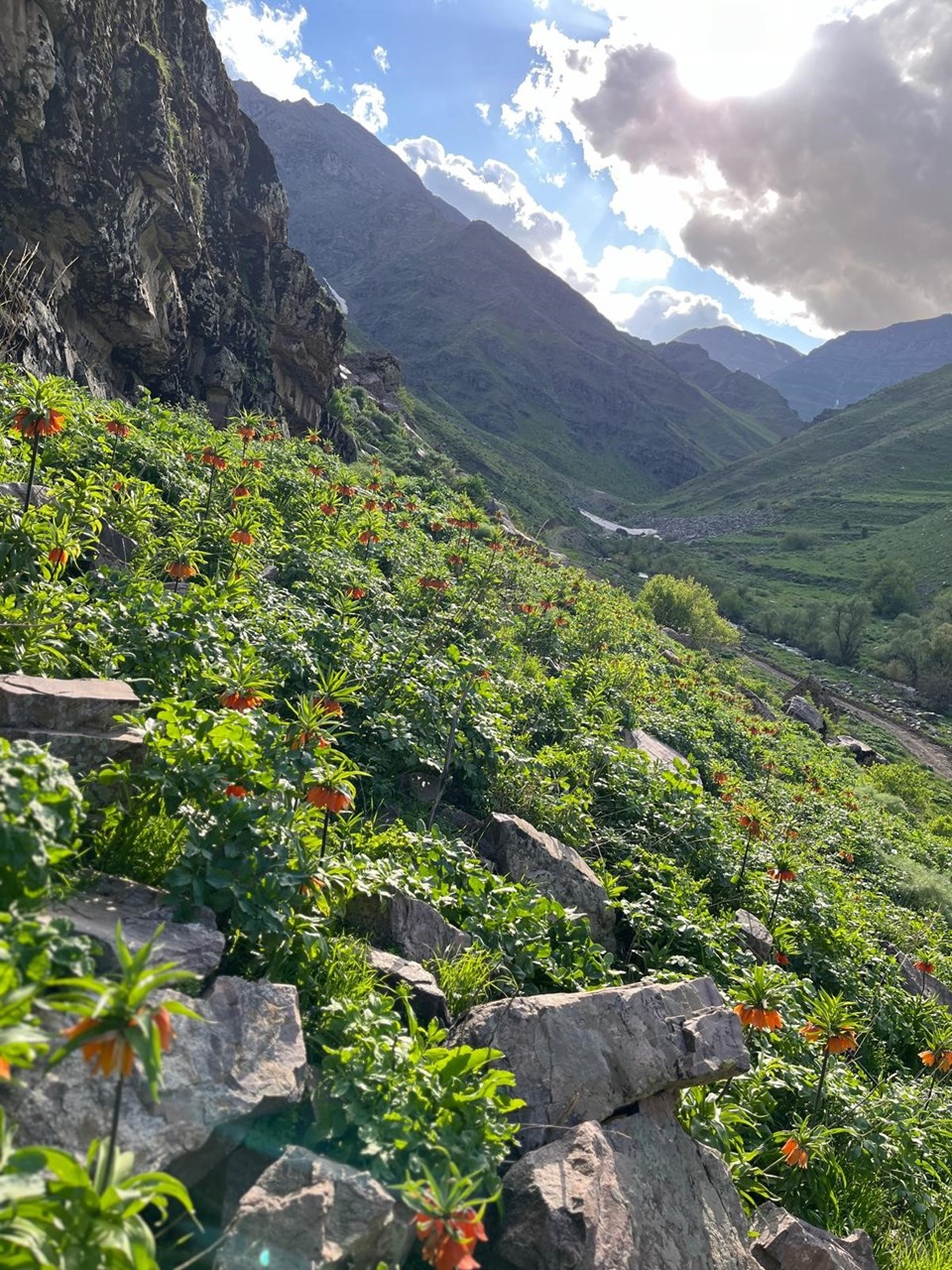 Hakkari'de açan ters laleleri jandarma koruyor - 1