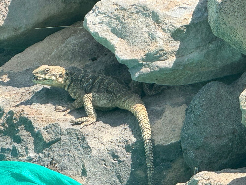 Nadir görülen sürüngen türü: Kafkas keleri görüntülendi - 1