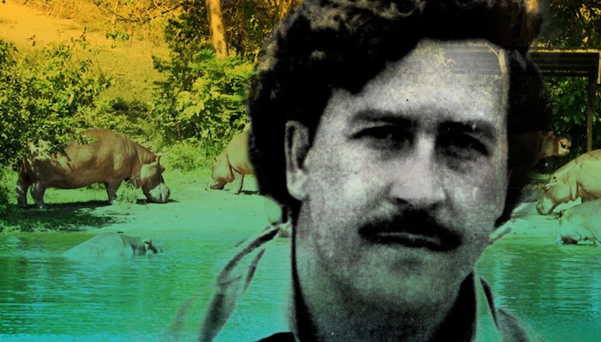 Pablo Escobar'ın su aygırları kısırlaştırıldı
