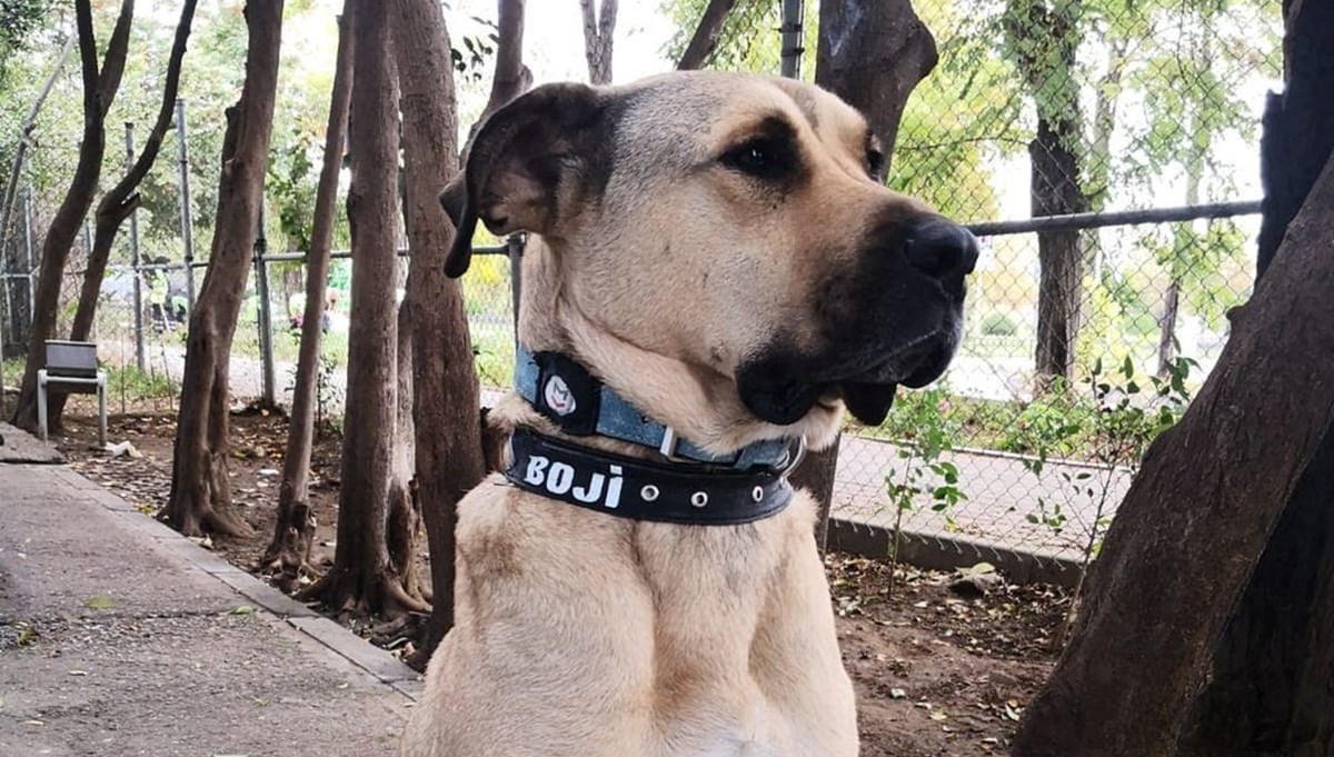 Boji'yi Ömer Koç sahiplendi