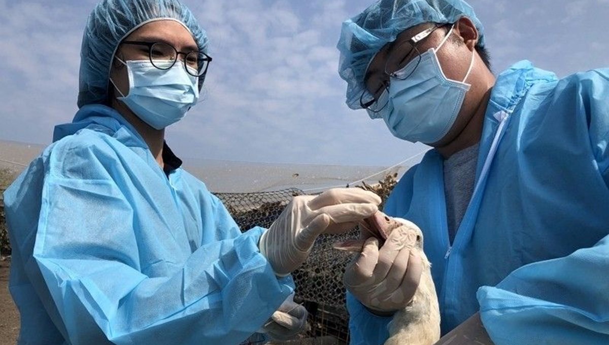 Tayvan'da kuş gribi alarmı: 36 bin tavuk itlaf edildi Tayvan'da kuş gribi alarmı: 36 bin tavuk itlaf edildi