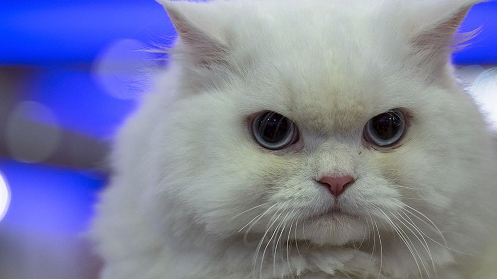 Ankara�da Kedi Güzellik Festivali düzenlendi NTV