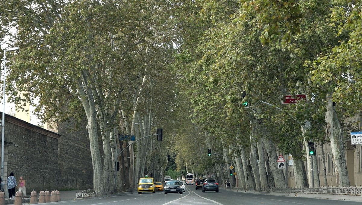 Dolmabahçe ve Çırağan Caddesi'ndeki çınar ağaçları yenilendi Dolmabahçe ve Çırağan Caddesi'ndeki çınar ağaçları yenilendi