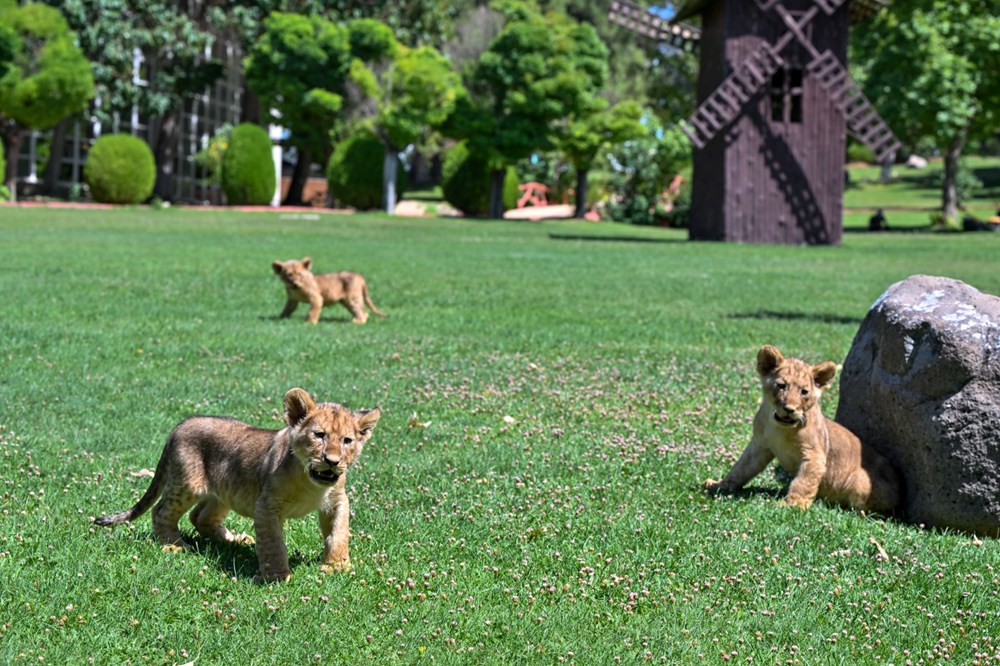 Erdoğan'ın aslanlarına isim aranıyor: Anketle belirlenecek - 5