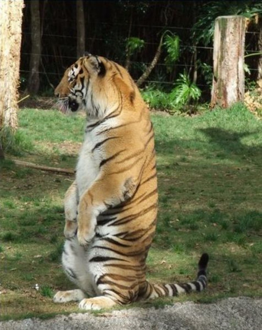Толстый хищник. Тигр. Смешной тигр. Смешная тигрица.