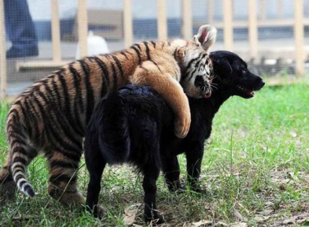 Тигр и собака мужчина. Собака тигр. Дружба животных разных видов. Необычная Дружба животных. Дружба тигра и собаки.