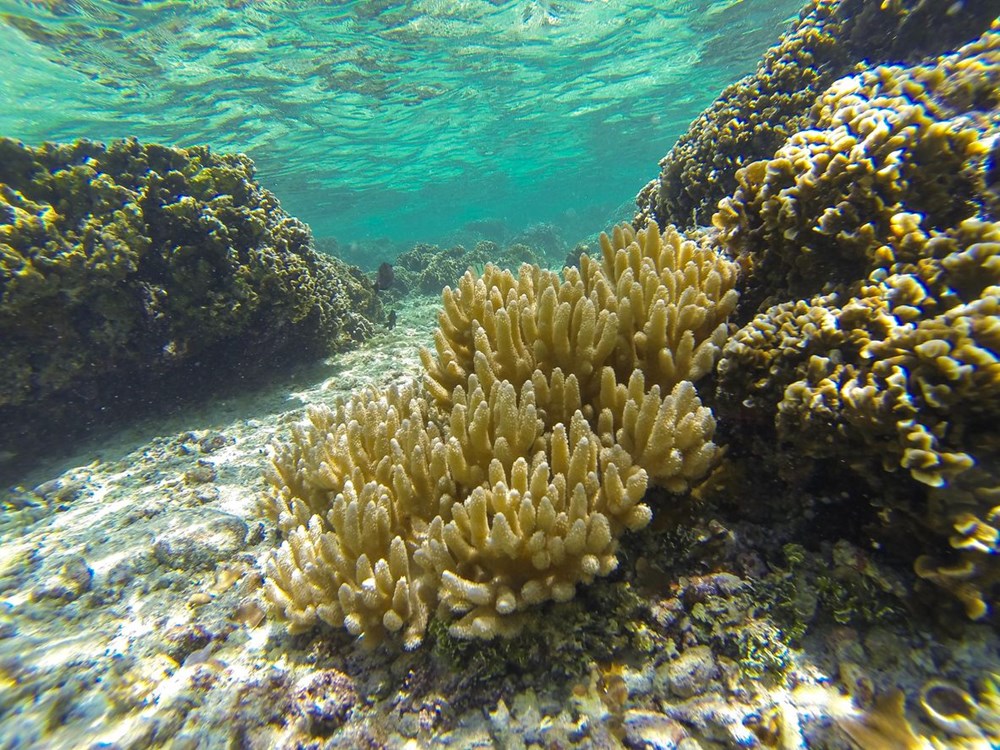 UNESCO: Büyük Set Resifi, küresel ısınmadan gördüğü zarar nedeniyle 
