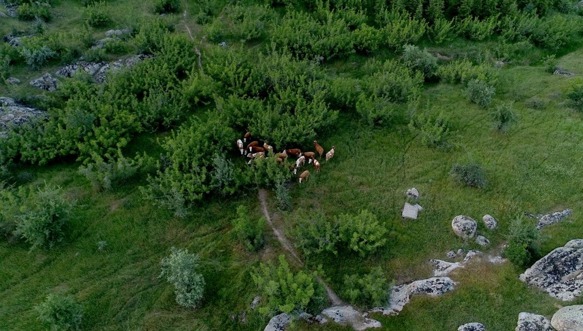 Kırklareli'nde büyükbaş hayvan operasyonu: Dron ile bulundular Kırklareli'nde büyükbaş hayvan operasyonu: Dron ile bulundular