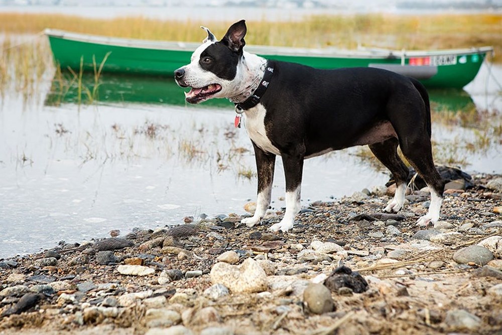 Dünyanın en fotojenik köpekleri NTV