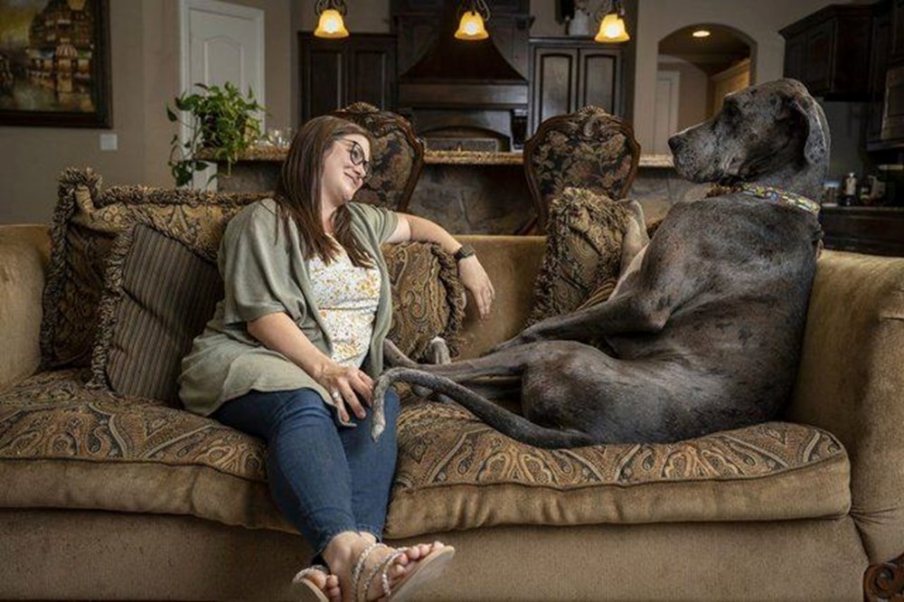 Dünyanın en uzun köpeği ile tanışın: Zeus - 1