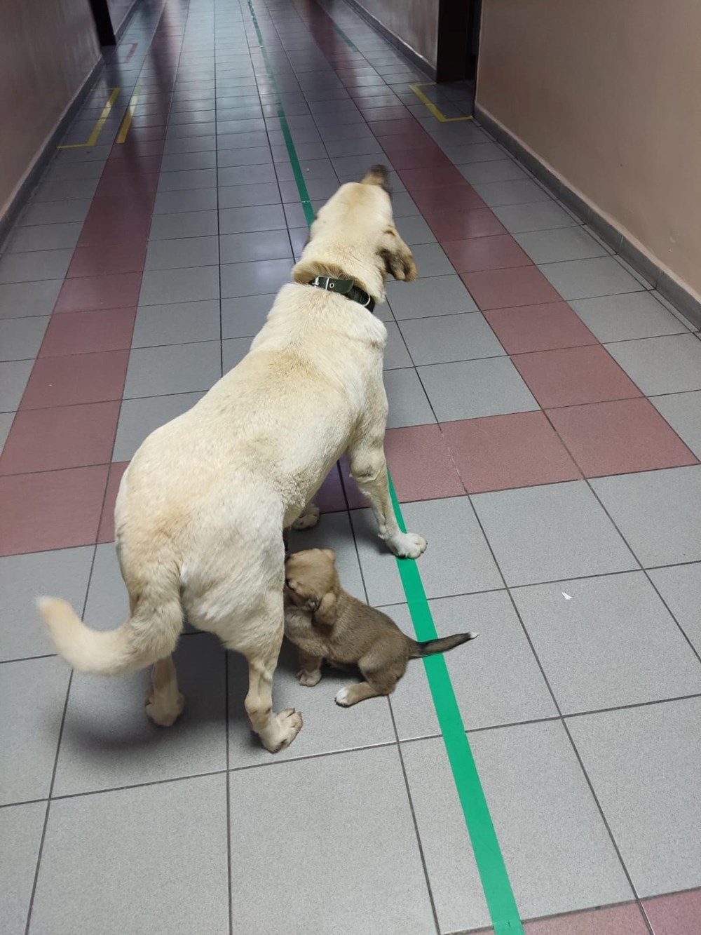 Ha seguito il suo cucciolo e ha aspettato alla porta dell'ospedale per 2 ore - 2
